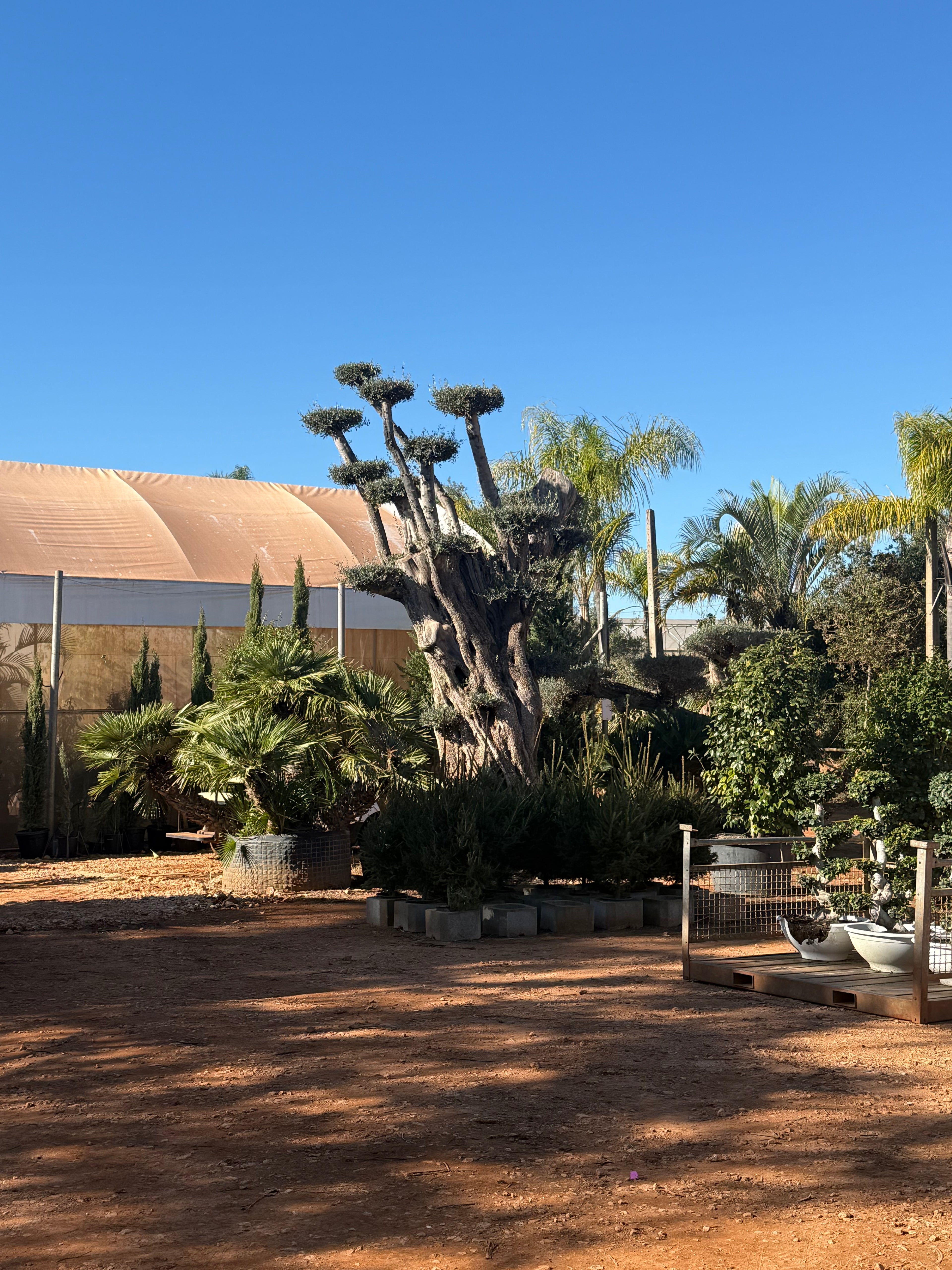 Olivier d’Exception – Sélection Sur-Mesure au Portugal