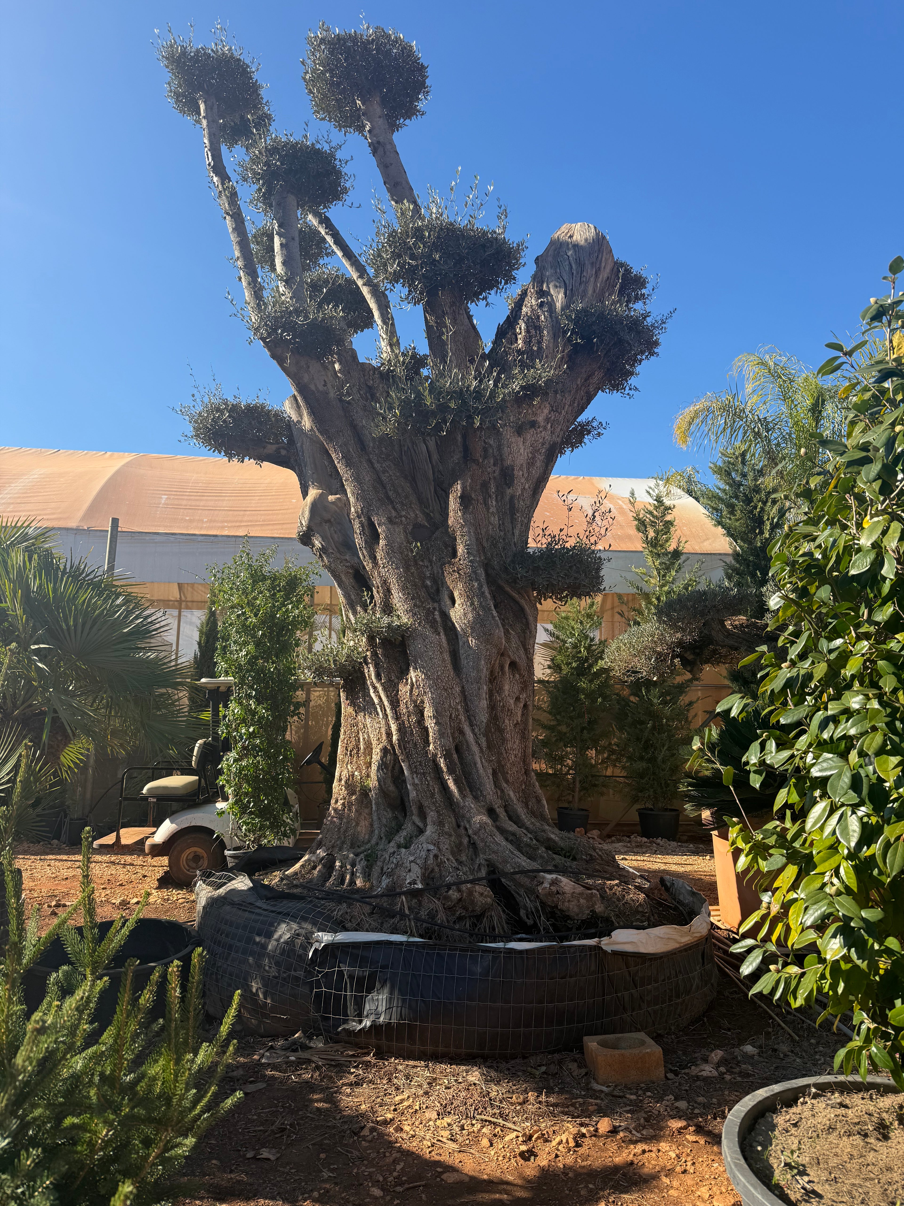 Olivier d’Exception – Sélection Sur-Mesure au Portugal