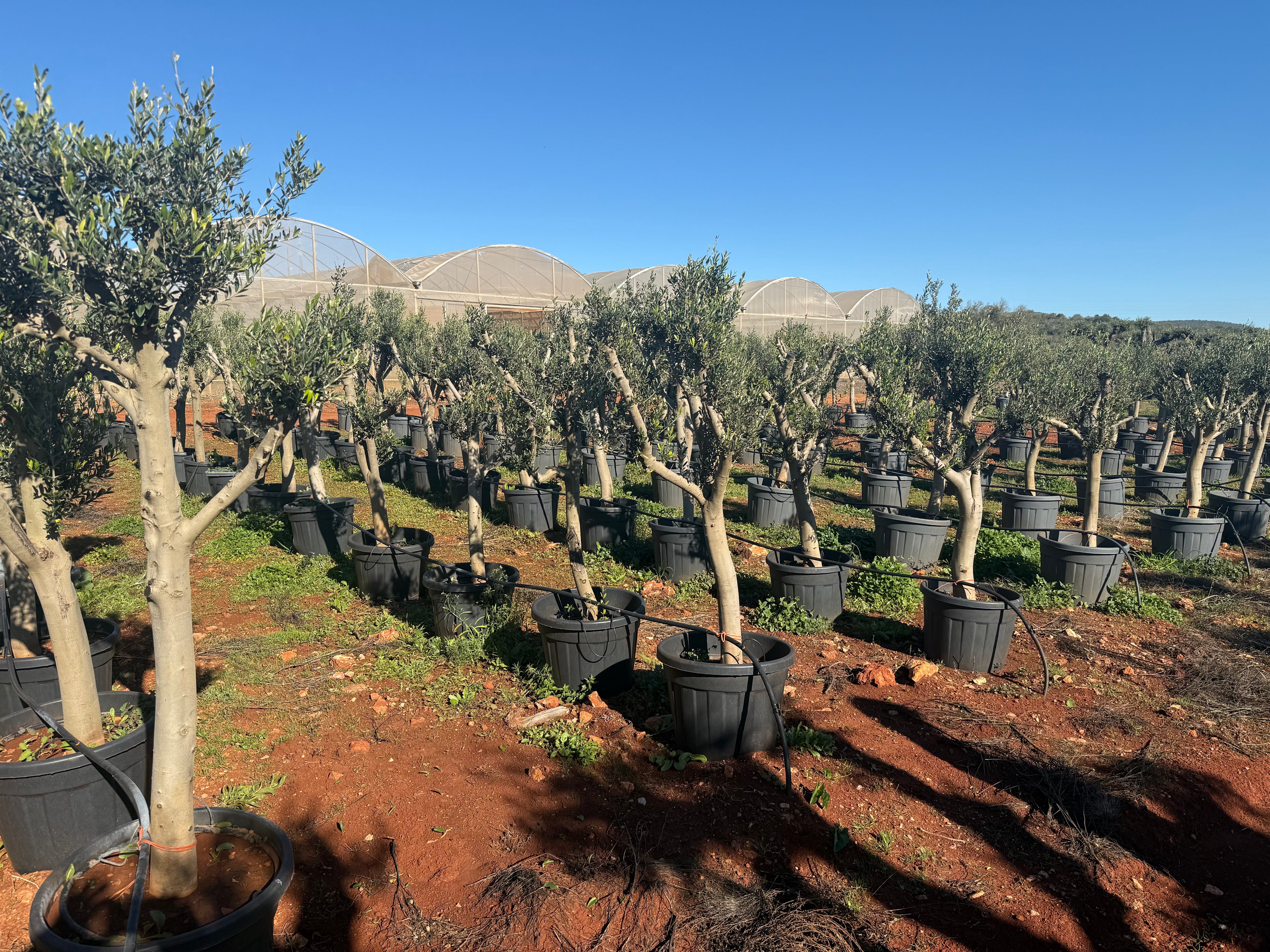 Olivier d’Exception – Sélection Sur-Mesure au Portugal