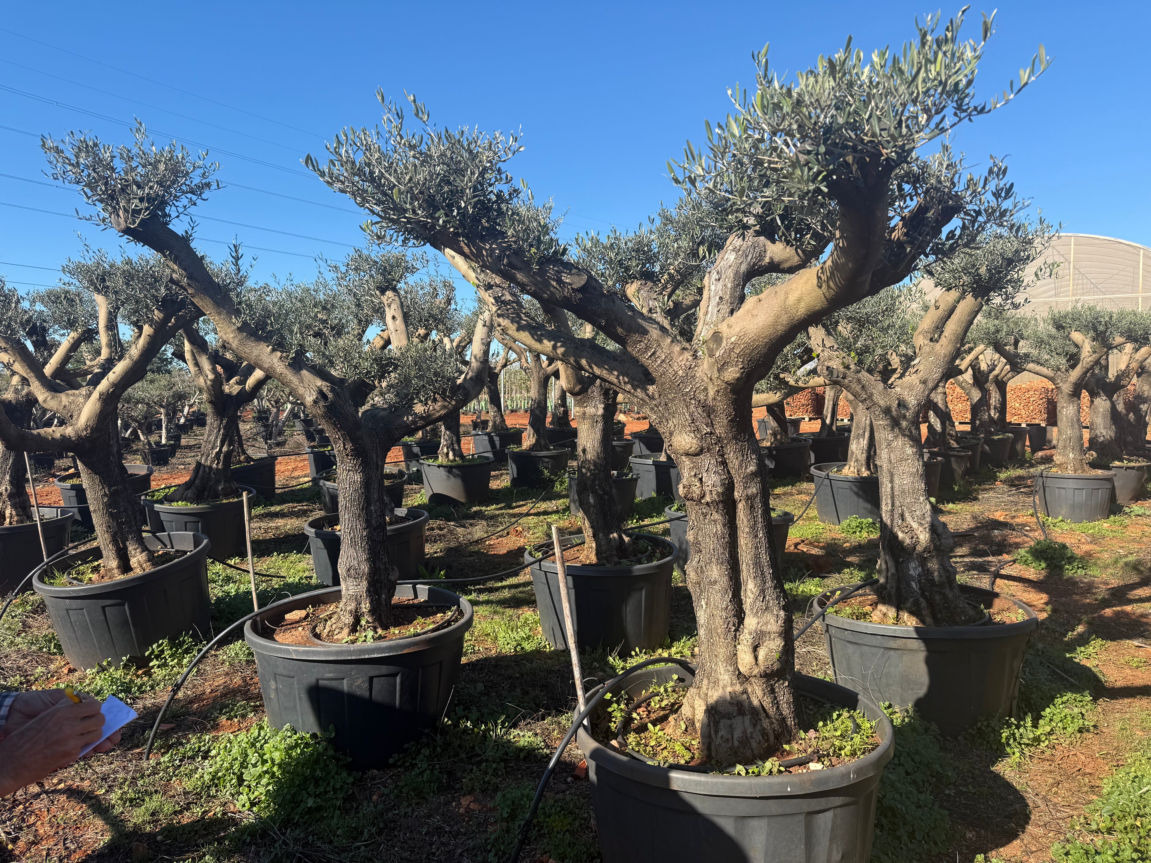 Olivier d’Exception – Sélection Sur-Mesure au Portugal