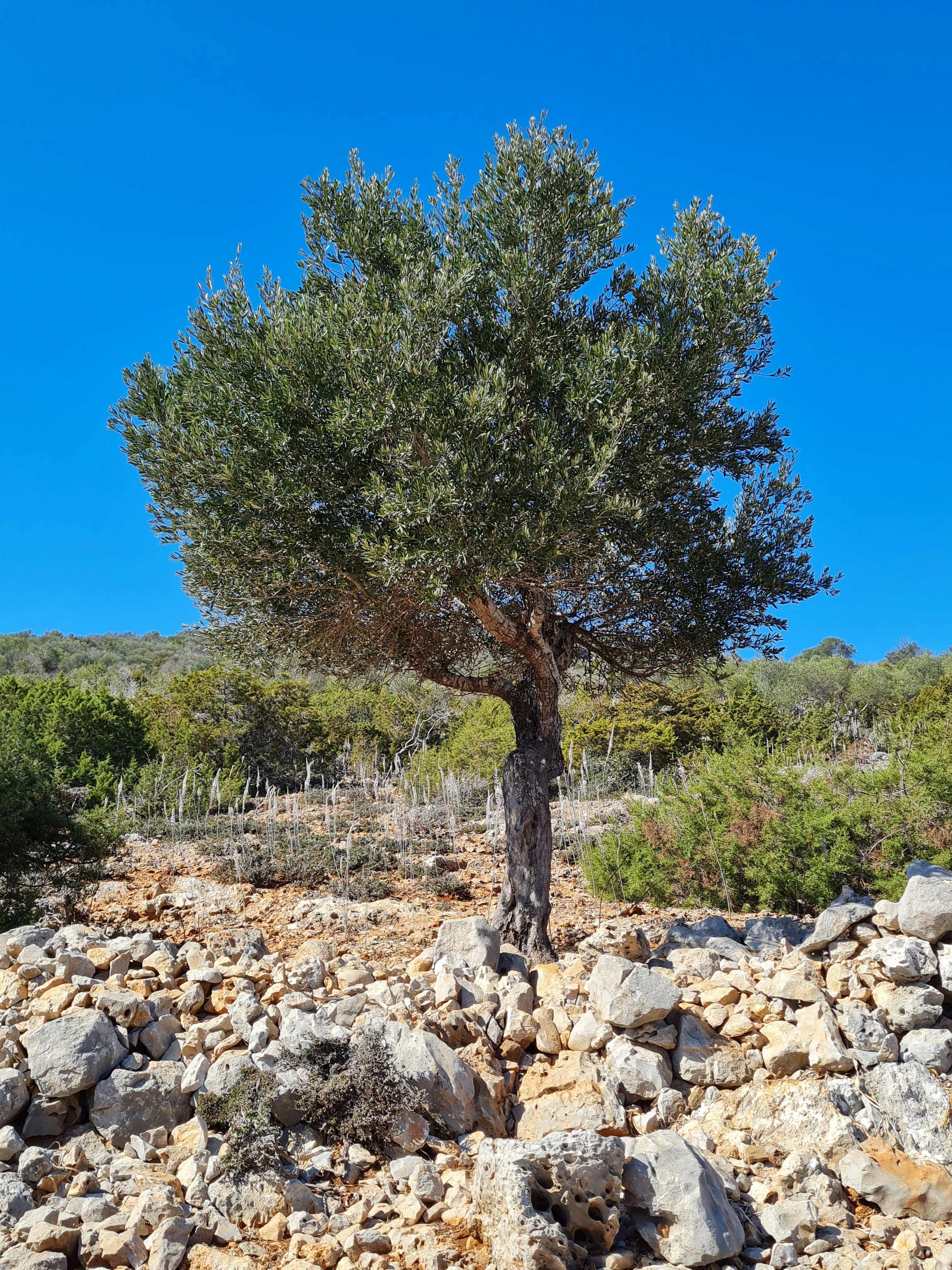 Olivier d’Exception – Sélection Sur-Mesure au Portugal